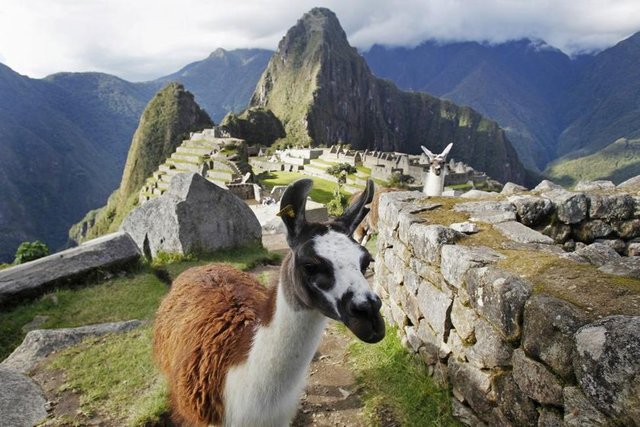 Lamalar Cusco'da Machu Picchu'nun İnka kalesinin içerisinde görülüyor, 2 Aralık 2014. REUTERS/Enrique Castro-Mendivil -