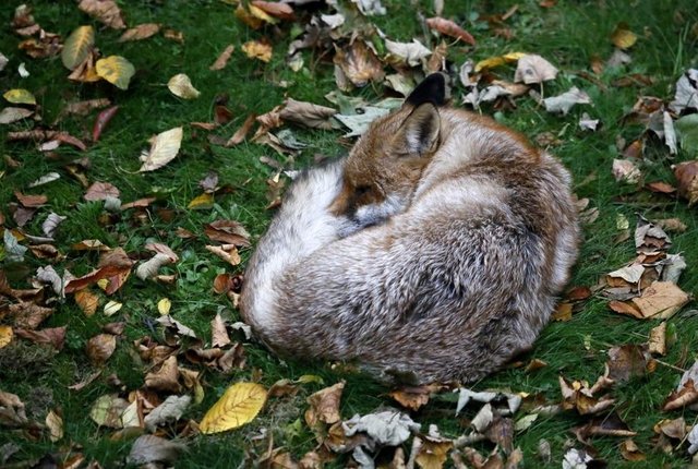 Londra'da bir bahçede sonbahar yapraklarının arasında uyuyan tilki, 26 Ekim 2014. REUTERS/Reinhard Krause -