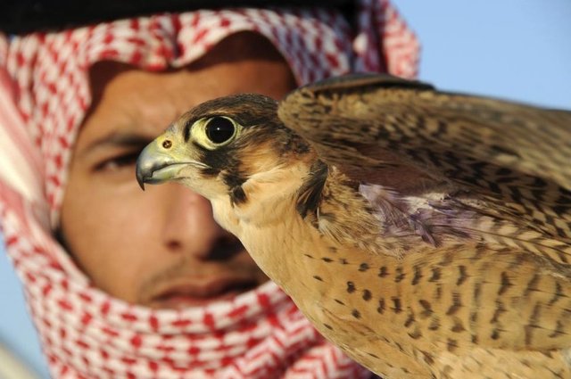 Suudi bir adam Tabuk şehrindeki şahin yarışmasında kendi şahinini salmaya hazırlanırken görülüyor, 17 Ocak 2014. REUTERS/Mohamed Al Hwaity -