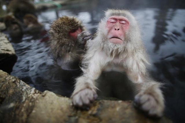 Kar Maymunları olarak da bilinen Japon Makakları, karla kaplı Yamanouchi şehrindeki bir kaplıcada birbirlerininin tüylerini tarıyorlar, 20 Ocak 2014. REUTERS/Issei Kato -