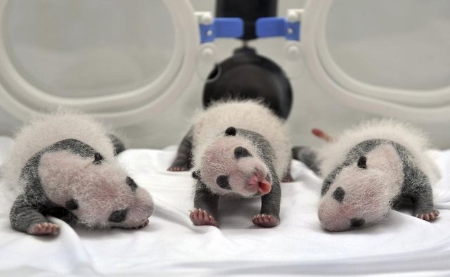 Dev panda Juxiao'nun yeni doğmuş üçüzleri Çin'deki Chimelong Safari Parkı'nda bir küvezin içerisinde görülüyor, 17 Ağustos 2014. REUTERS/Stringer  -