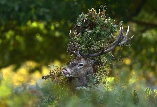 Erkek alageyik boynuzuna takılmış yapraklarla Londra'da Richmond Park'da dolaşırken görülüyor, 3 Ekim 2014. REUTERS/Toby Melville -