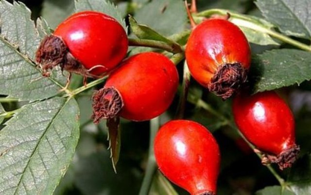 C vitamini deposu kuşburnu:  Kuşburnu meyvesi C vitamini bakımından en zengin kaynaklardan biri olarak kabul edilmektedir.