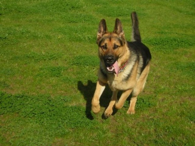 Vasiyet etsem, köpeğimin yattığı köpek mezarlığına gömülebilir miyim?