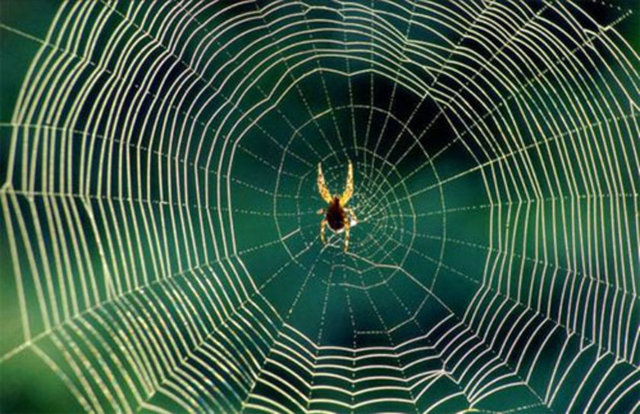 her gördüğümüzde rahatsızlık duyduğumuz örümceğin tek bir ağının aynı kalınlıktaki bir çelik telden daha güçlü olduğunun, bu örümcek ağlarından oluşturulacak 5 santim kalınlığındaki ipin bir Boeing 747'yi durdurabilecek güçte olduğunun farkına varmak,