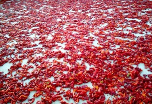 Kurutma, konserve yapma, soğutma, dondurma, mayalama, pastörizasyon