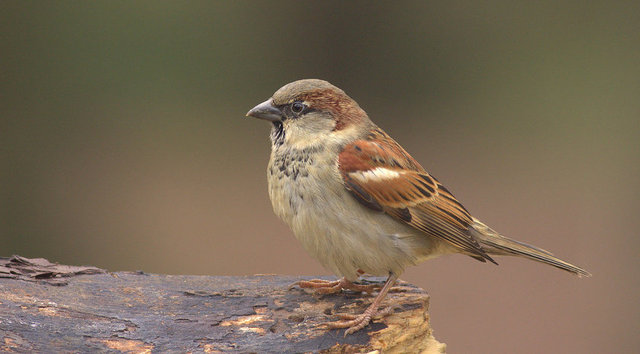 Peki, ağaçlarda öten serçeler hakkında ne biliyoruz? Tekeşli ve iyi birer yüzücü olduklarını, normalde 10-15 yıl yaşayacakken sayemizde gelişen hava kirliliğinden dolayı ömürlerinin 5-6 yıl ile kısıtlandığını daha önce neden duymadık?