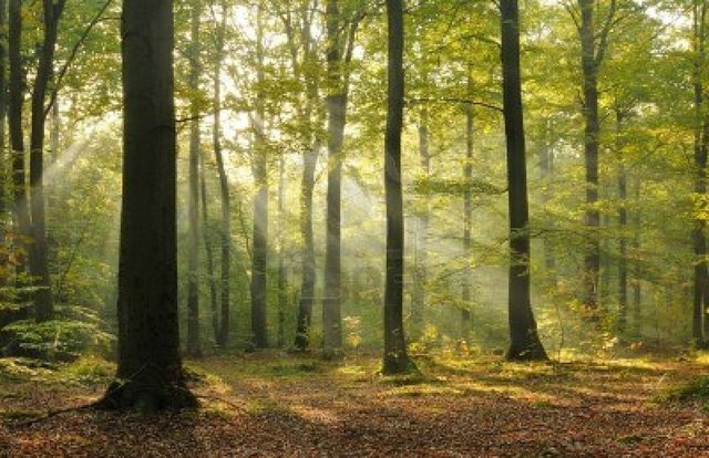 "Herkesin yaşamı aynı şekilde başlar ve aynı şekilde biter. Sadece çevresine baktığında doğayı ve detayları görebilenlerin yaşadığı süre gerçekten kayda değer. Detay gören sevgiyi öğrenir. Sevgiyi öğrenenin sorunları tükenir."