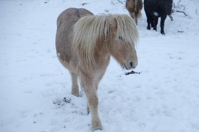 Sadece İzlanda'da bulunan bu atlaın kısa boyları, dayanıklı yapıları ve  kalın tüyleri var -