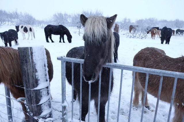 İzlanda atları