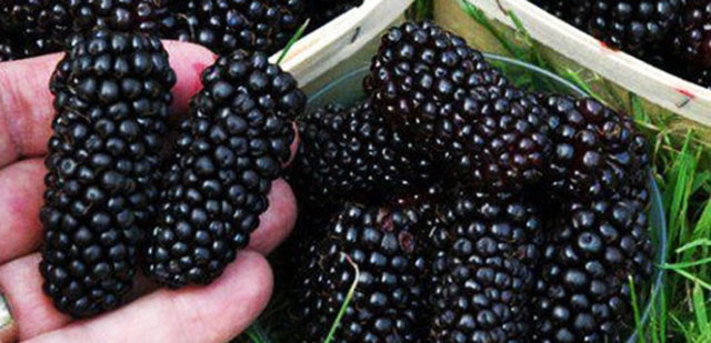 Fitokimyasallar:  Yeni araştırmalar bitki kaynaklı yiyeceklerin biyoaktif kimyasallar açısından zengin olduğunu gösterir.