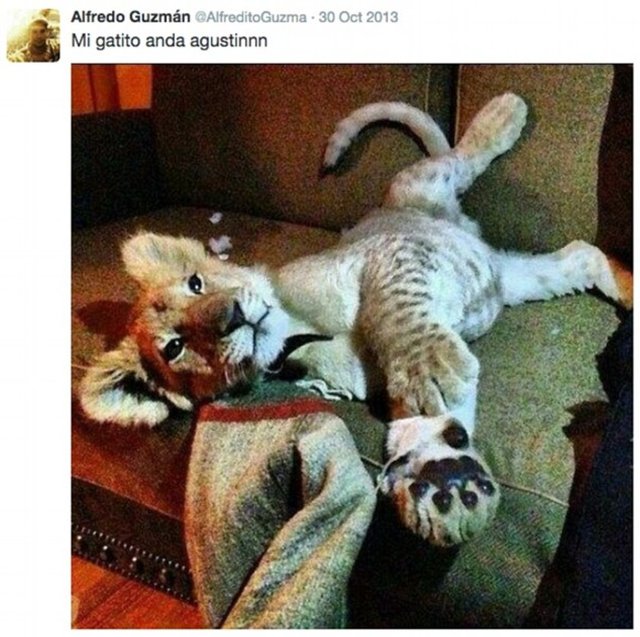 Alfredo Guzman'ın yavru kaplanlarla çektiği pek çok fotoğraftan biri...