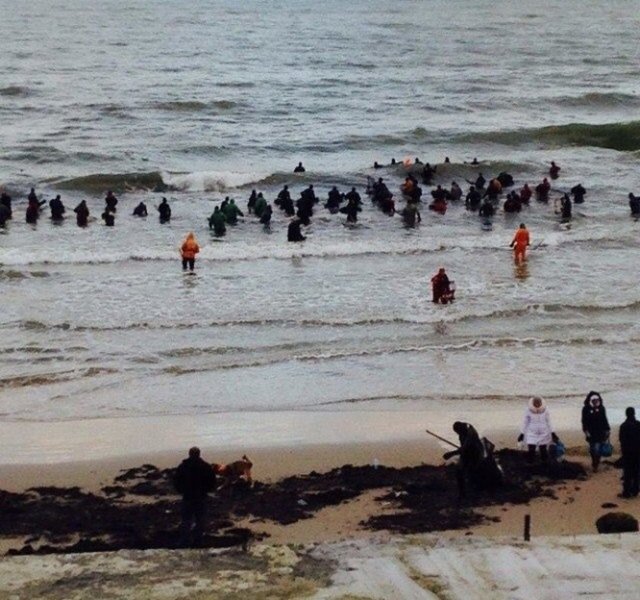 Bu organik ve pahalı taş, çamgiller familyasından, bir çam türü olan Pinus ağacının fosilleşmiş reçinesidir. Ustalar kehribarın diğer taşlardan çok farklı olduğunu söylüyor. Çünkü kaynağı yaşayan ağaçlardan geliyor -