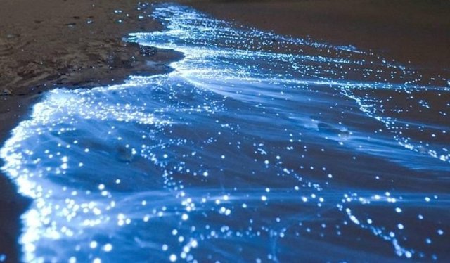 Bilimsel adı 'Noctiluca scintillans' olan Türkiye'deyse 'Yakamoz' olarak bilinen alglerin yarattığı bu ışığı görmek için suya bir taş atmak veya bir geminin küçük bir dalga yaratmasını beklemek gerekiyor.