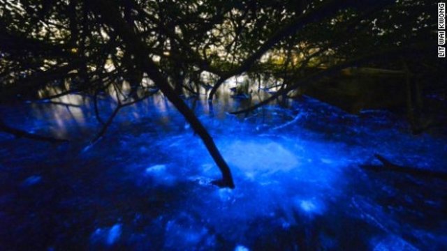 Bilim insanları alglerin (tek hücreli deniz canlısı) insanlara zararı olmamakla birlikte deniz yaşamını yok edebileceğini belirtiyor.