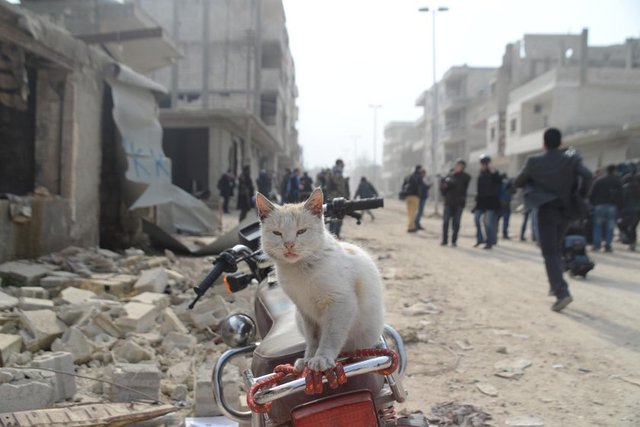 Kürt grupların direniş göstermesi üzerine IŞID, tank ve havan mermileriyle ilçeye hakim tepelerden saldırıya geçti. Zaman zaman ilerleyiş sağlayan IŞID, intihar eylemleri ve ağır silahlarla direnişi kırmaya çalıştı.