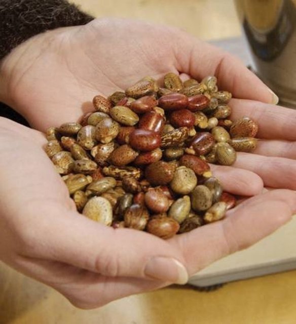 Bir bitki tohumu 200 yıl boyunca saklanabiliyor Hollywood'un ünlü kıyamet filmlerinden aşina olduğumuz kadarıyla, insanoğlunun yaşamını devam ettirebilmesi için bazı bitkileri yaşatabilmesi gerekiyor.