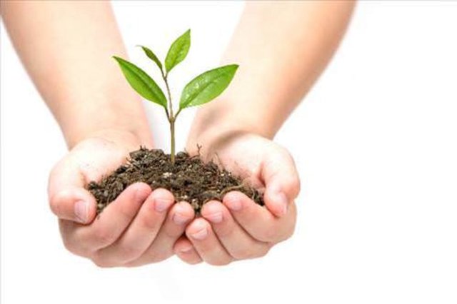 Bu gerçeği gayet iyi bilen bilim adamları Norveç'te, özel koşullara sahip bir tohum deposu kurarak kıyamet günü hazırlıklarının ilk ciddi adımını attı. Ve en önemlisi, yapılan araştırmalarda, bir bitki tohumunun 200 yıl boyunca saklanabildiği ortaya çıktı