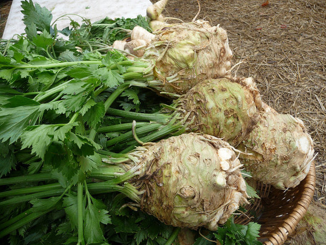 Suda çözünür posa bakımından zengin bir besin olan kereviz, bize sindirim sisteminin düzenli çalışmasında da kolaylık sağlar.