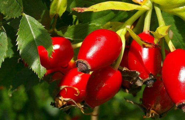 Kuşburnu, tüm renk gruplarındaki meyve ve sebzeler arasında en yüksek miktarda C vitamini içeren besindir.
