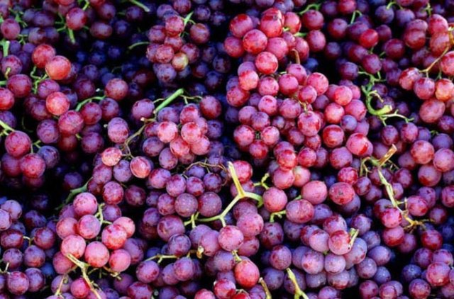 Mor yiyecekler harikadır   -  - Koyu üzümler, şarap ve yabanmersini tamamen polifenol içerir; bu da kalp rahatsızlıklarına, Alzheimer ve hatta kansere karşı savaşan bir maddedir. -