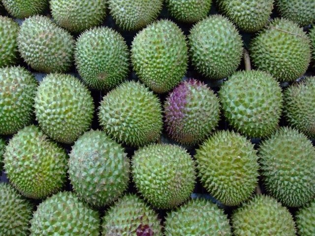 5-10 yaşları arasında meyve vermeye başlayan Durian ağacının kabuğuyla birlikte meyvesi yaklaşık 3 kilogramın üstüne çıkıyor. "Durian" meyvesinin farklı isimleri de var. -