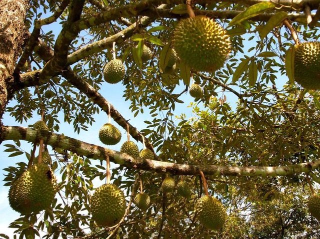 MEYVELERİN KRALI DURIAN - - Güneydoğu Asya ülkeleri olan Malezya, Tayland ve Vietnam kökenli olan durian ağacı bitki biliminde durio zibethinus şeklinde adlandırılıyor. Ormanda yetişen Durian ağacının boyu 40 metreyi aşıyor. -