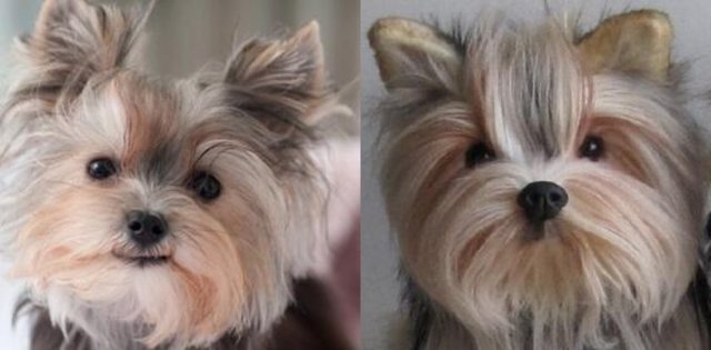 Siteye göre her doldurulmuş hayvan 13 kişiden oluşan bir ekip tarafından Çin'in  Guangdong ilinde yapılıyor.