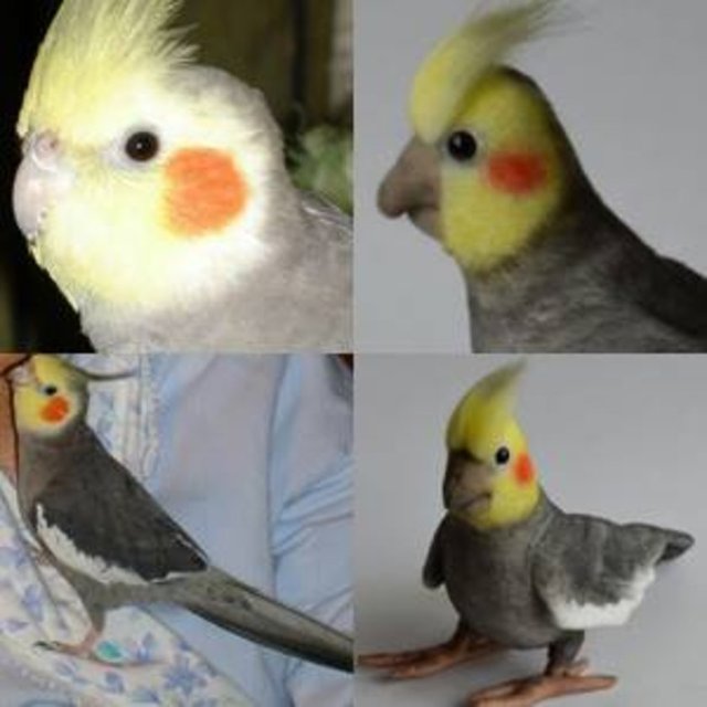 Tavşan, kuş veya kobay fareleri gibi daha küçük hayvanların maliyetiyse 129 dolar.