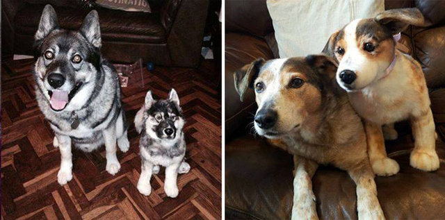 Ya da köpek alamayan yeğeninize bir hediye olarak düşündüğünüzde. Ancak  Cuddle Clones'a göre müşterileri genelde ölmüş hayvanlarının kopyalarını istiyor.