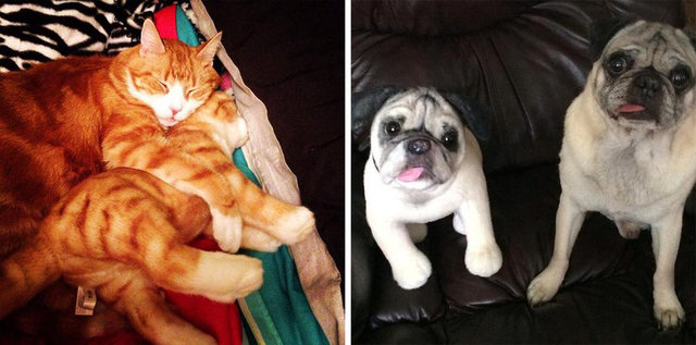 Cuddle Clones büyük hayvanlar için 199 dolar alıyor, buna köpek, kedi ve atlar dahil.