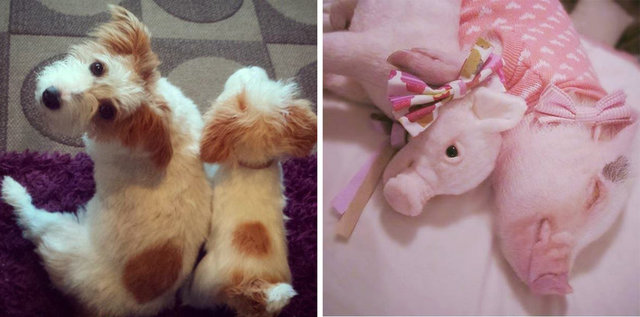 Askere giden oğlunuz veya üniversiteye uzaklara giden kızınıza, evcil hayvanınızın klonlanmış versiyonu verdiğinizi düşününce bu fikir o kadar da garip gelmiyor.