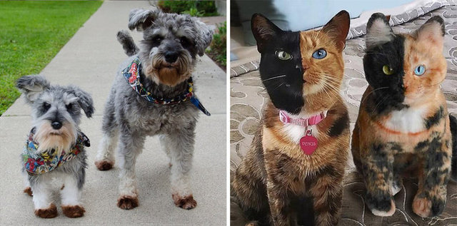 Köpek, kedi veya papağanınızın fotoğrafını  Cuddle Clones'a gönderin, size peluş oyuncak olarak geri dönsün!