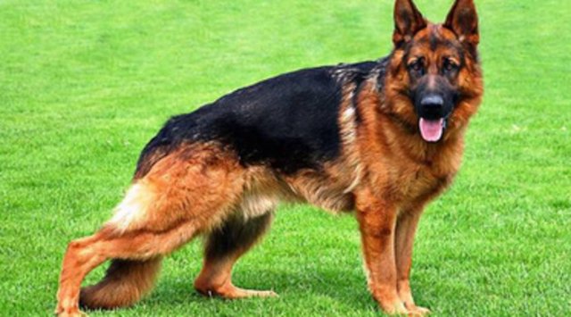 Alman Çoban Köpeği - Eğer doğru bir şekilde sosyalleştirilmemiş ve eğitilmemişlerse, yaşadıkları ailelere korumacı tutumları sebebiyle saldırgan davranışlar gösterebilirler. - Ağırlık: 25-45 Kg - Yükseklik: 55-65 cm - Çene Kuvveti: 120 Kg