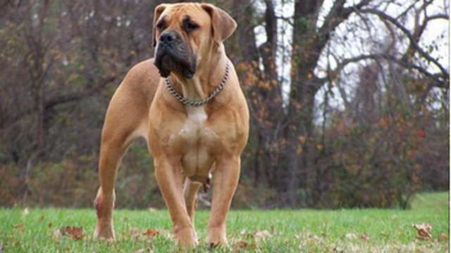 Boerboel - Gücü, çevikliği ve cesareti ile ünlüdür. İsmi Afrika dilinde 'Çiftçi Köpeği' anlamına gelmektedir. - Ağırlık: 50-100 Kg - Yükseklik: 60-70 cm - Çene Kuvveti: 150 kg