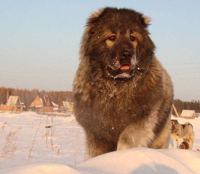 Kafkas Çoban Köpeği - Cesur ve iradeli bir karaktere sahiptir. Ancak yeterince sosyalleşmemiş ve eğitilmemiş bir Kafkas çoban köpeği, tanımadığı insanları kabullenmez.   - Ağırlık: 60-110 Kg - Yükseklik: 75-95 cm - Çene Kuvveti:  350 Kg