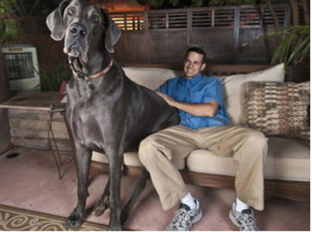 Danua - 2.20 m uzunluğuyla ölmeden önce Guinness Rekorlar Kitabında kayıtlı en uzun köpek olan Dev George, Danuaların medar-ı iftiharıdır. - Ağırlık: 45-90 Kg - Yükseklik: 70-90 cm - Çene Kuvveti:  225 Kg