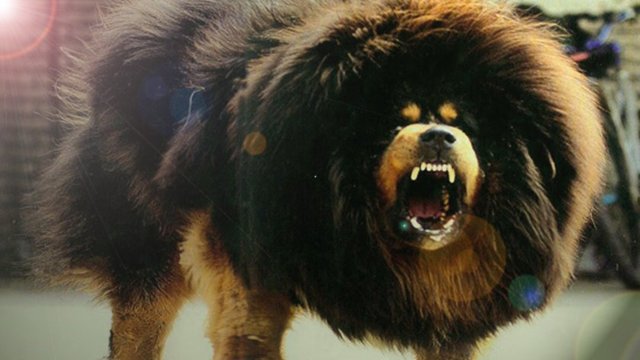 Tibet Mastifi - Günümüzde çok nadir bulunan bu köpek türü, 1 milyon doları bulan değerleriyle dünyanın en pahalı köpeği unvanına sahiptir. - Ağırlık: 35-75 Kg - Yükseklik: 60-75 cm - Çene Kuvveti: 250 Kg