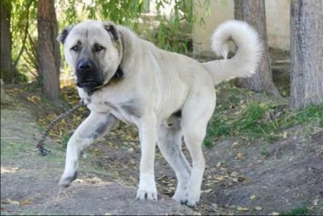 Kangal - Evliya Çelebi Seyahatnamesi'nde Kangal köpeklerinden bahsederken, bu köpeklerin "Aslan kadar güçlü ve cüsseli" olduğunu yazar. - Ağırlık: 50-80 Kg - Yükseklik: 70-90 cm - Çene Kuvveti: 335 Kg