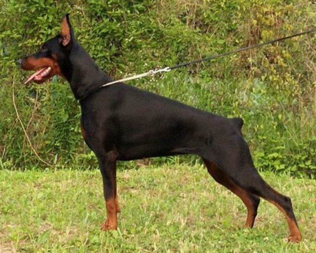 Doberman - Sadece Amerika kıtasında son 30 yıllık dönemde insanlara karşı 7'si ölümle sonuçlanan 15 saldırı bildirilmiştir. - Ağırlık: 30-45 Kg - Yükseklik: 60-75 cm - Çene Kuvveti: 275 Kg
