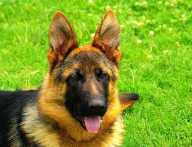 Kurt Köpeği - Sürüler halinde dolaşan çok zeki ve güçlü bir türdür. - Ağırlık: 30-45 Kg - Yükseklik: 55-65 cm - Çene Kuvveti: 200 Kg