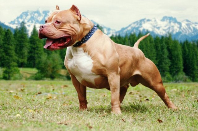 Pittbull - Sadece Amerika kıtasında son 30 yıllık dönemde insanlara karşı 207'si ölümle sonuçlanmış 1970 saldırı bildirilmiştir. - Ağırlık: 25-30 Kg - Yükseklik: 45-50 cm - Çene Kuvveti:  110 Kg