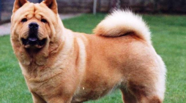 Chow Chow - Sadece Amerika kıtasında son 30 yıllık dönemde insanlara karşı 7'si ölümle sonuçlanmış, 54 saldırı bildirilmiştir. - Ağırlık: 20-35 Kg - Yükseklik: 45-55 cm - Çene Kuvveti: 120 Kg