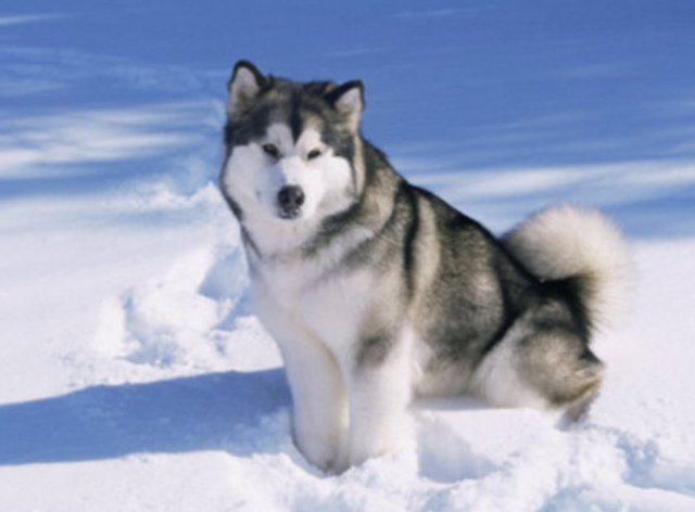 Alaska Kurdu - Bağımsız yapılarının çok güçlü olması nedeniyle eğitilmeleri zordur, bu nedenle de bekçi köpeği olarak kullanılamazlar. Oldukça zeki olan bu tür çok iyi bir dövüşçüdür. - Ağırlık: 30-45 Kg - Yükseklik: 55-65 cm - Çene Kuvveti: 150 Kg