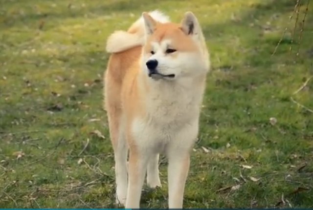 Akita İnu - Bölgesel koruma içgüdüleri nedeniyle yabancılara karşı saldırgan davranış gösterebilmektedir. - Ağırlık: 30-60 Kg - Yükseklik: 60-70 cm - Çene Kuvveti: 150 Kg