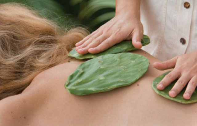 Hakali Kaktüs Masajı: Yılanlar içinizi açmadıysa kaktüs masajını deneyin.