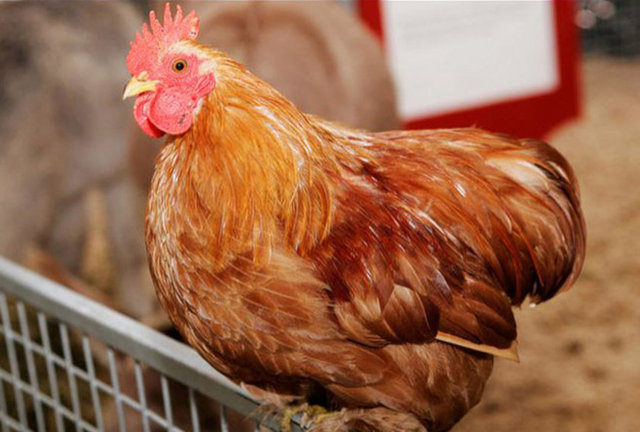 Tavuk çiftliği kiralama: Kümes hayvanlarla yakınlığınızı ölçmek için kaçırılmayacak bir fırsat.