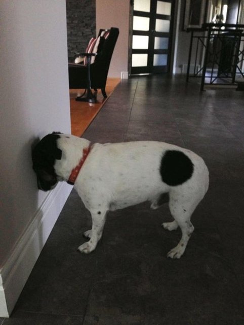 Yanlış teşhis ise ciddi bir engel. Boynunu bükmüş oturan bir köpeğin baş ağrısı mı depresyonu mu var, ilk bakışta anlaşılmıyor.