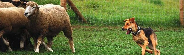 Örneğin, Dodman kendisine getirilen fazla kaygılı bir köpeği, yarı-vahşi bir çiftlik ortamında yapacağı şeyleri yapabilmesi için çobanlık eğitimine yazdırtmış.