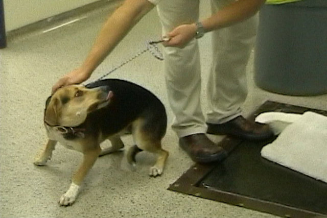 istismara uğradığından insanlardan kaçınan köpekler ve obsesif-kompulsif davranışlara başvuran kediler gösterilebilir. Geceden korkan, travma sonrası stres bozukluğu ya da ayrılık kaygısı yaşayan...
